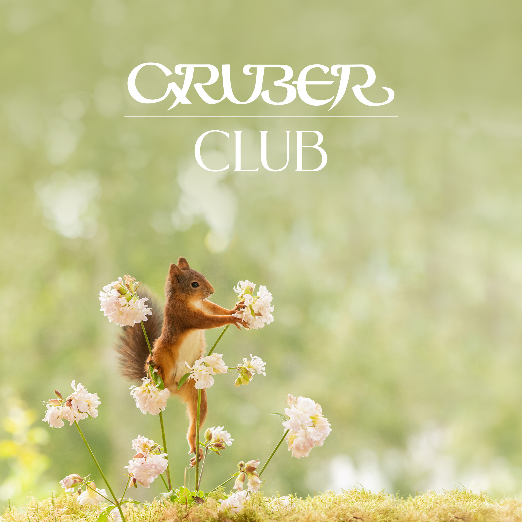 Die neue Gruber Club App Jetzt herunterladen